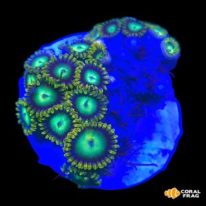 Zoanthus radioactive dragon eye