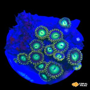 Zoanthus radioactive dragon eye