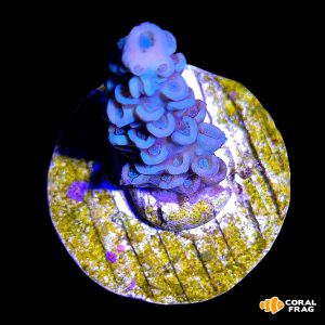 Acropora tenuis blueish