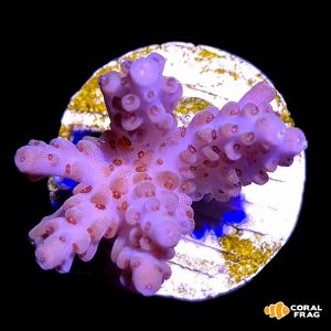 Acropora latistella sakura