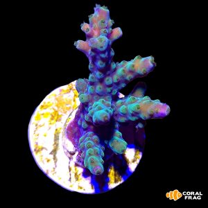 Acropora valida tricolor